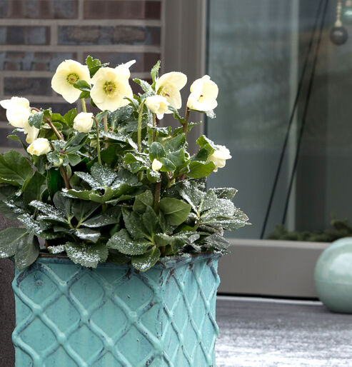 A welcome message on the doorstep: HGC Winter Ballet Linda in a fashionable turquoise-coloured earthenware container