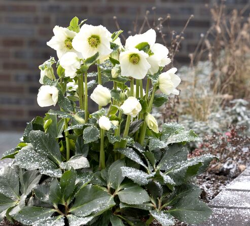 An eye catcher in a raised garden bed at the terrace, braving even severe cold and snow: HGC Winter Ballet Lisann.