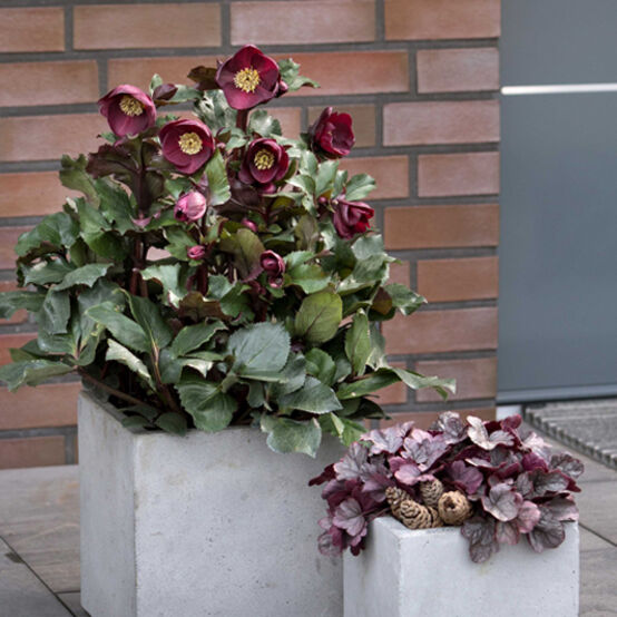 HGC® Ice&nbsp;N'&nbsp;Roses®<br>Barolo