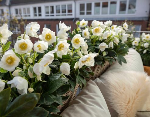 Boho style with Christmas Roses in window boxes