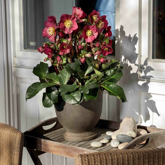 HGC® Ice&nbsp;N'&nbsp;Roses®<br>Bennotta