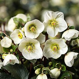 HGC® Ice&nbsp;N'&nbsp;Roses®<br>White Ivory
