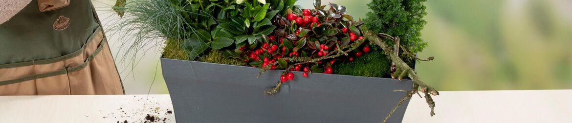 Window box classic