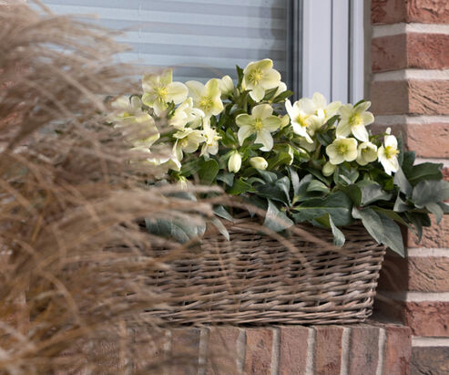 Snow Rose Ice Breaker Max is perfect for window box and basket plantings