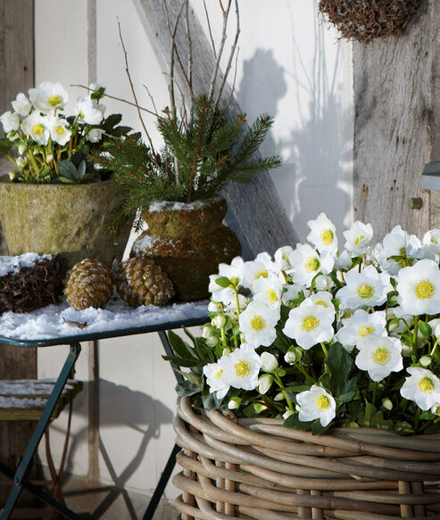 Christmas Rose Wintergold in a wicker basket and earthenware pot in the snow on a terrace