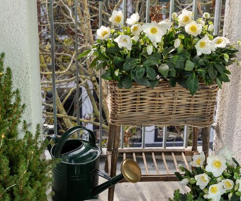 Christmas rose in a wicker basket with a nostalgic watering can.