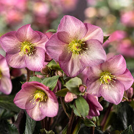 HGC® Ice&nbsp;N'&nbsp;Roses®<br>Pink&nbsp;Promise