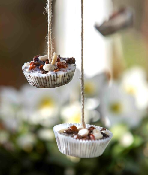 DIY bird house and feed