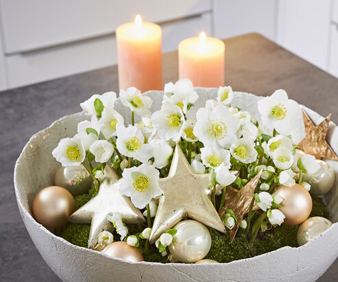 Christmas Rose in an earthenware dish, festively decorated with Christmas glitter balls and stars, for a place in the home