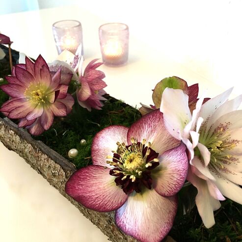 Natural table decoration with Lenten Rose flowers and pieces of bark
