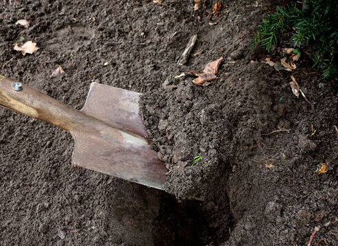 The soil in the plant hole should be loosened. Then the plant can establish itself quickly.