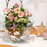 HGC® Winter Ballet®<br>Lola
