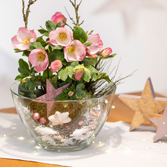 HGC® Winter&nbsp;Ballet®<br>Lola