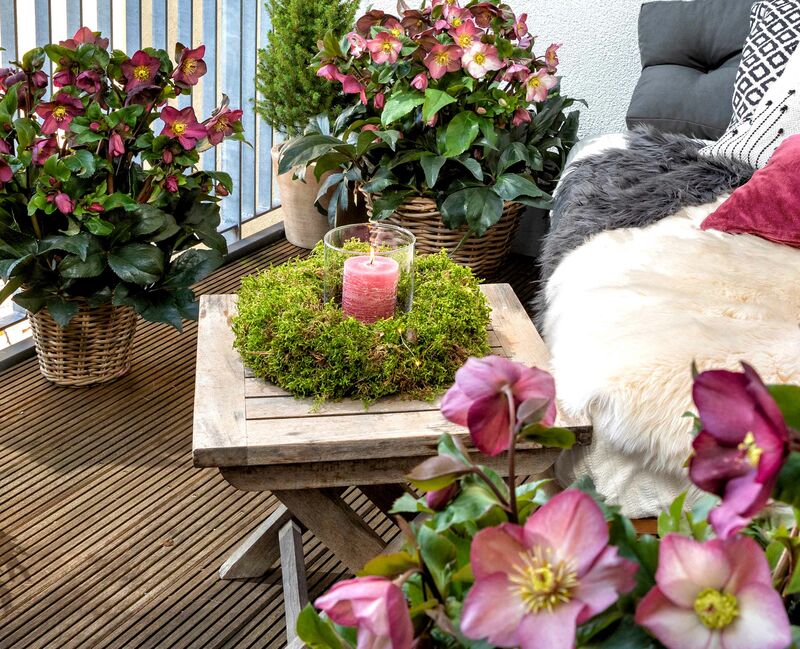 Snow Roses on the balcony