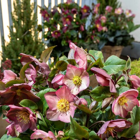 Robust winter flowerers for your balcony