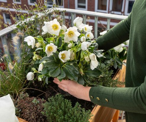 Raised beds can be planted with Christmas roses and ornamental foliage plants in winter.