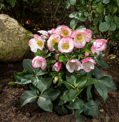 HGC Winter Ballet Lola, freshly planted out in the garden in December.