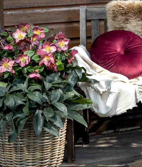 Ice N' Roses Rose with cozy fur and cushions in January on the terrace.
