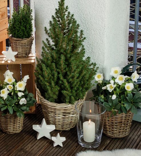 Christmas roses and conifers in a woven basket decorated with a lantern and ceramic stars.
