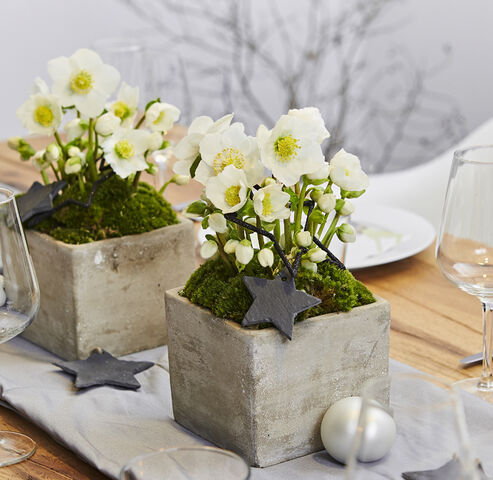Christmas Rose in smaller concrete pots with moss and slate stars decorating a dining table
