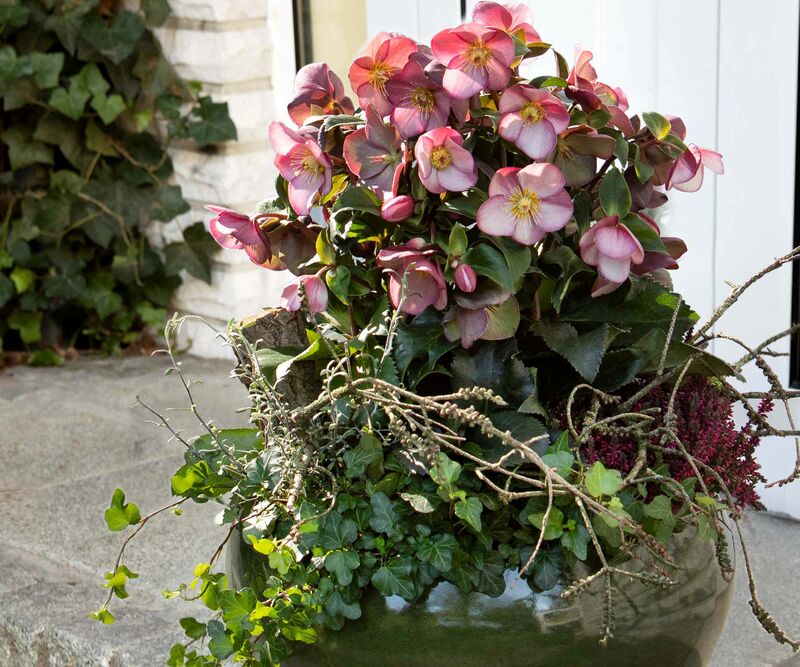 Ice N' Roses Early Rose floral winter greetings