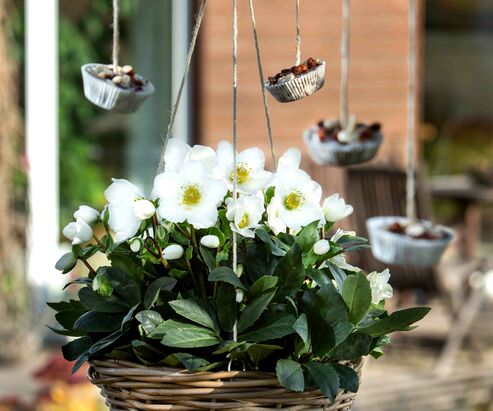 DIY bird house and feed