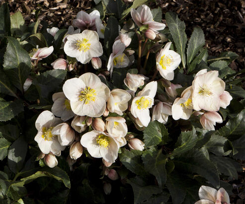 Snow Rose Shooting Star with pale rose flowers in the garden in January
