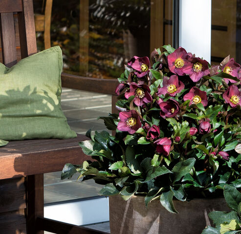 Red blooms of Snow Rose Ice N Roses Red in a clay pot glowing in the winter sun on the terrace