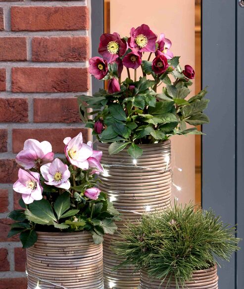 Atmospheric decoration on the doorstep in December with HGC Winter Ballet Liara and Leila.