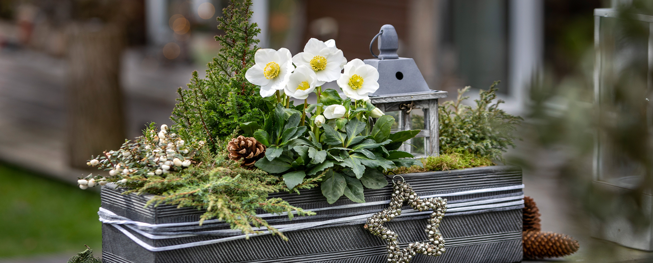 Balcony box with Christmas rose, conifers and lantern.