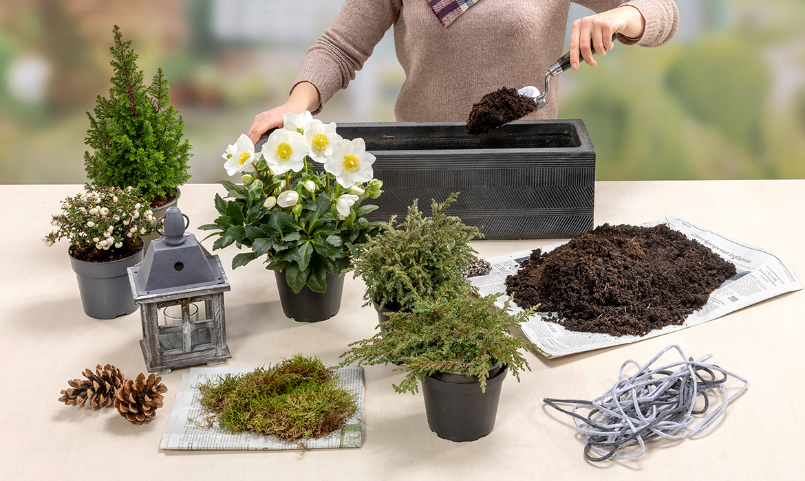 Fill the window box about 3/4 with soil – we chose a close-grained concrete box in trendy grey.