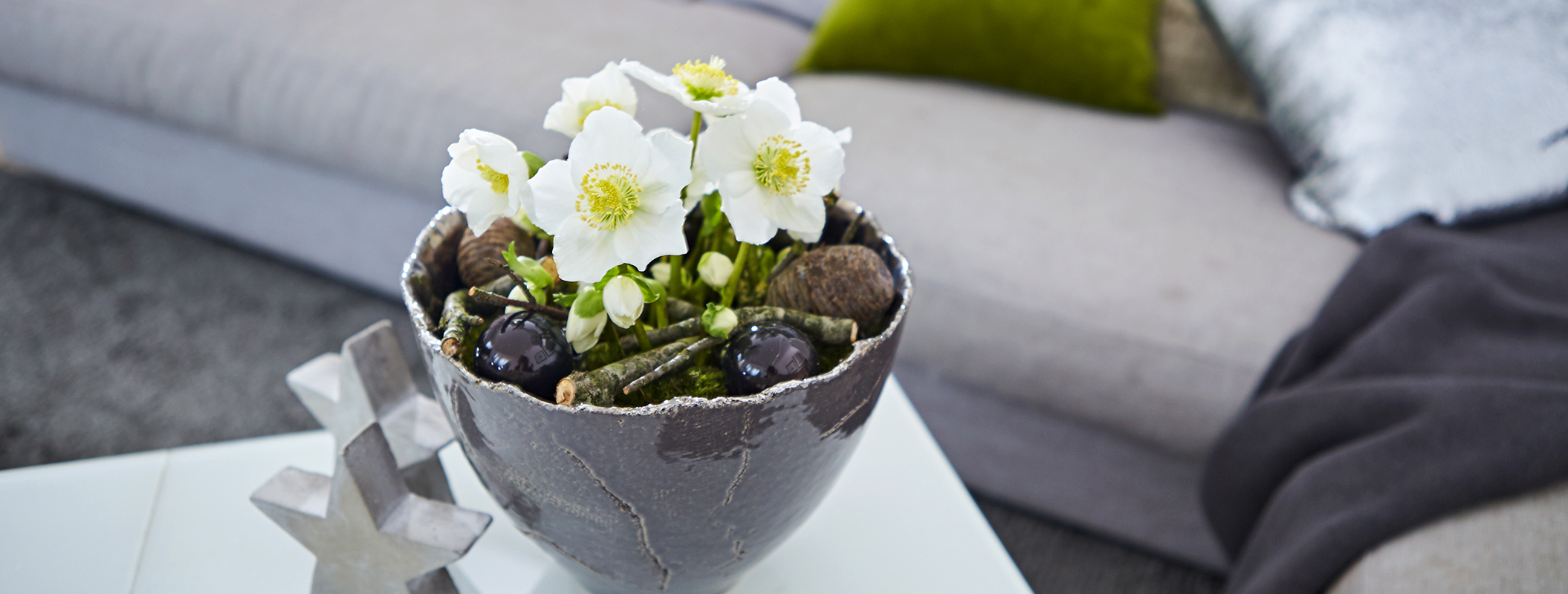 Christrose White Christmas mit Kugeln und Zapfen weihnachtlich dekoriert