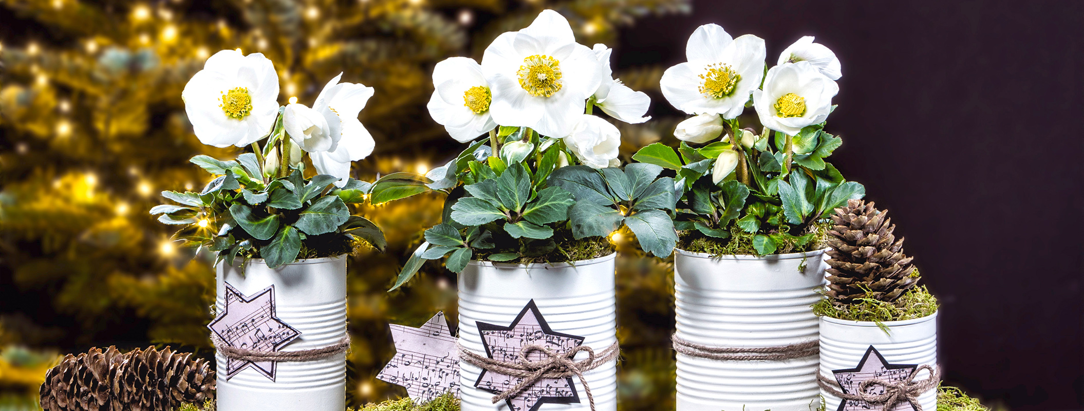 Upcycling - Festive can design with Christmas Roses