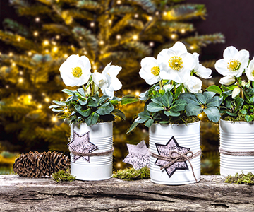 Festive can design with Christmas Roses