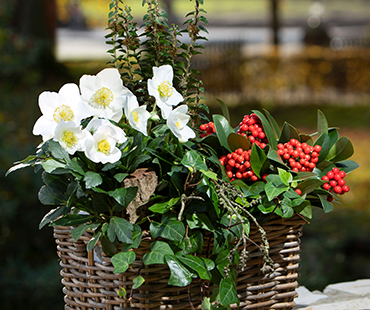 Winter delight basket