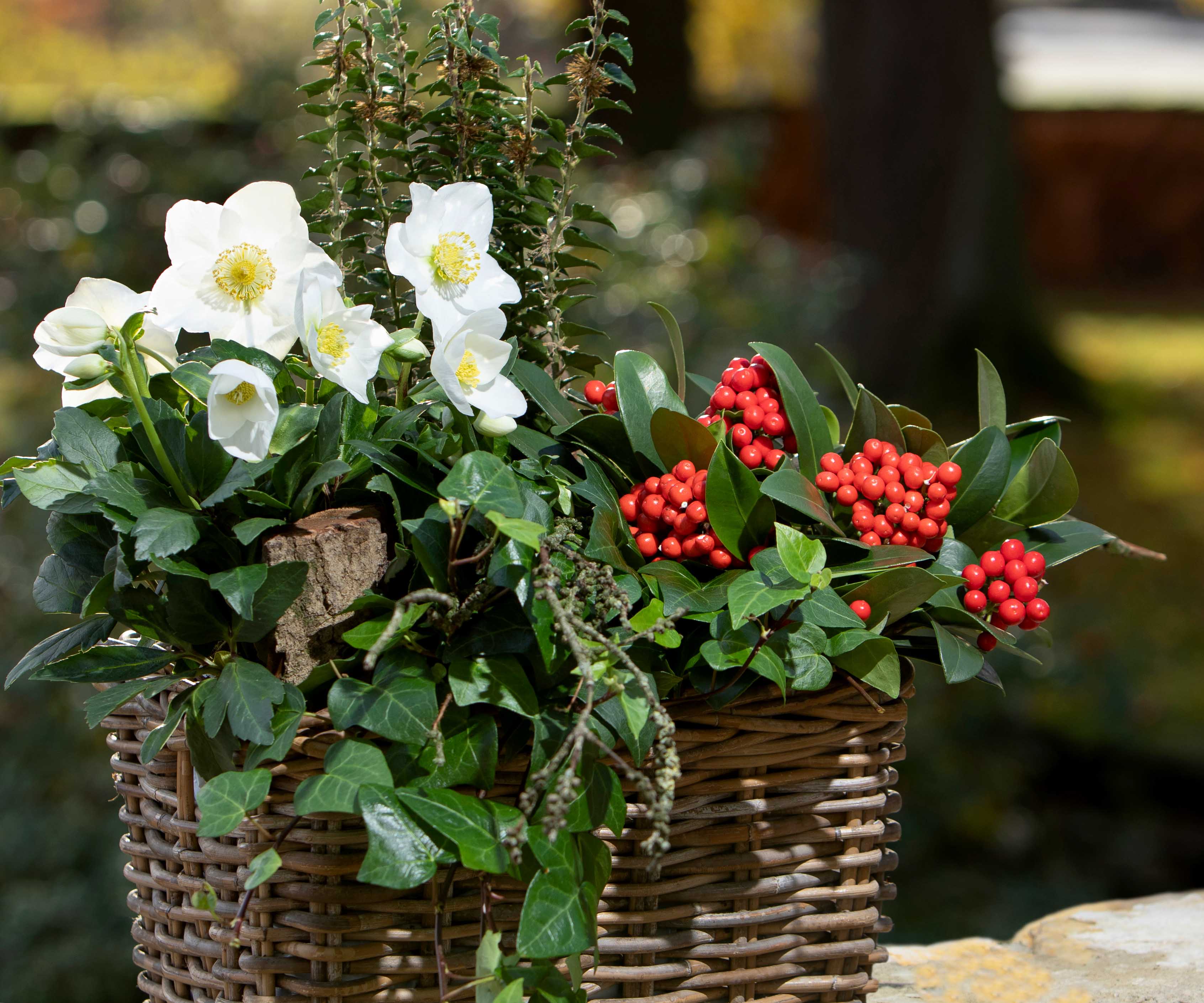 A basket full of winter joy