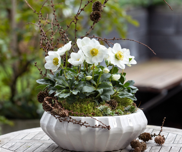 ELEGANT WHITE CERAMIC PLANTER WITH CHRISTMAS ROSE