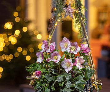 Tree of lights with Christmas Rose