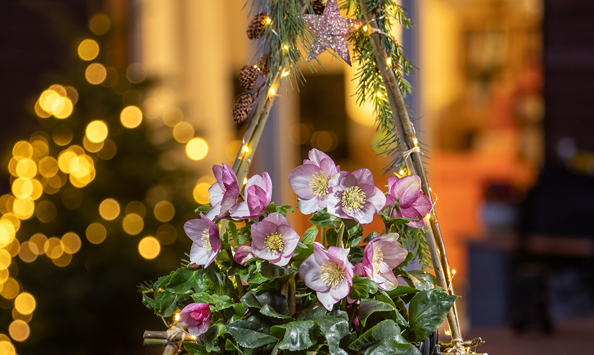 CONTAINER PLANTING WITH TREE OF LIGHTS