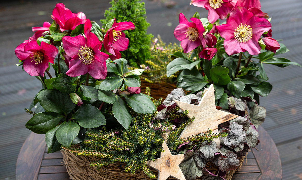 Natural basket with Winter Ballet Christmas Rose