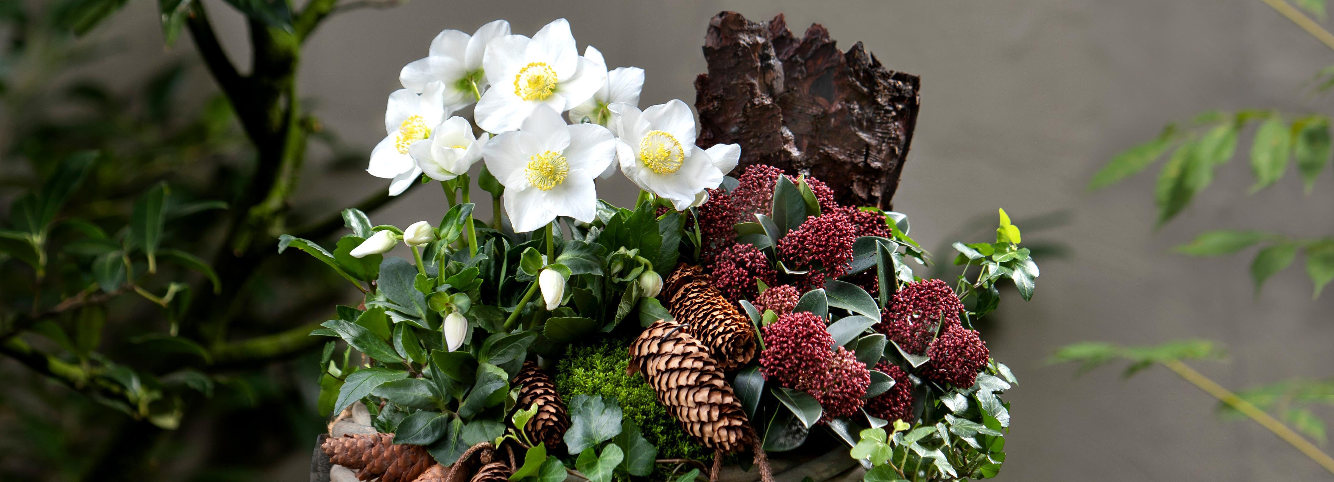 With white-flowered Christmas Roses, we create a little hope and brightness even in the dark time of year
