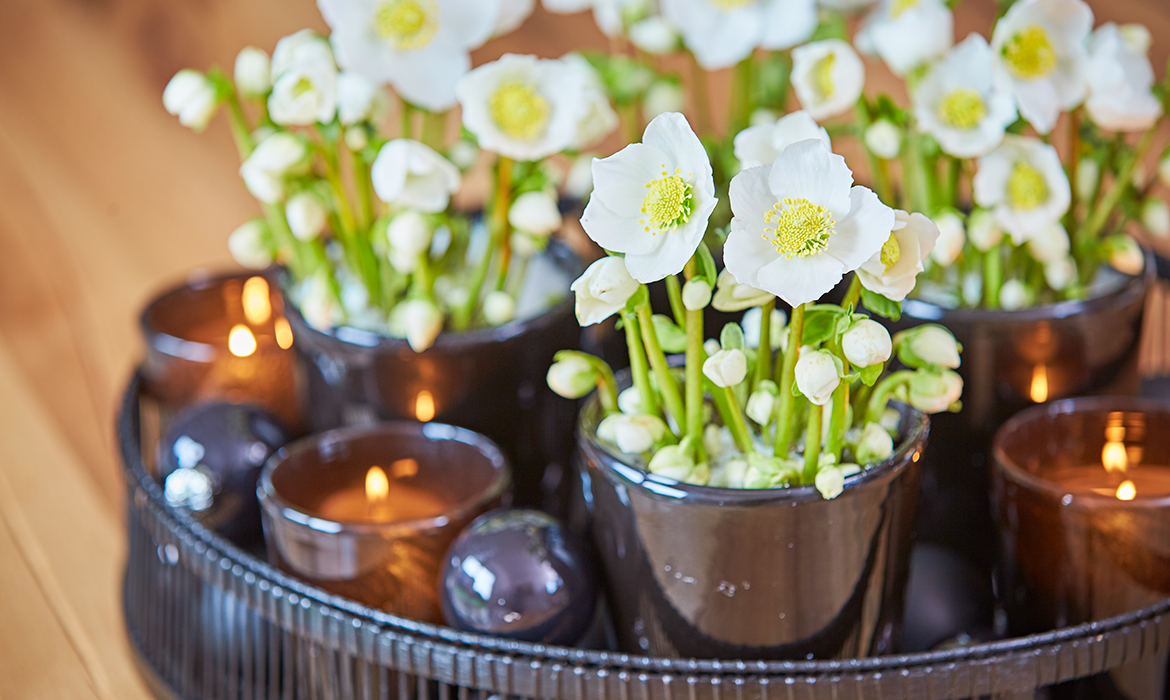 To prevent the flowers from getting scorched, avoid placing classic tea-lights or candles directly underneath the Christmas Rose flowers. (Use LED tea-lights to be safe.)