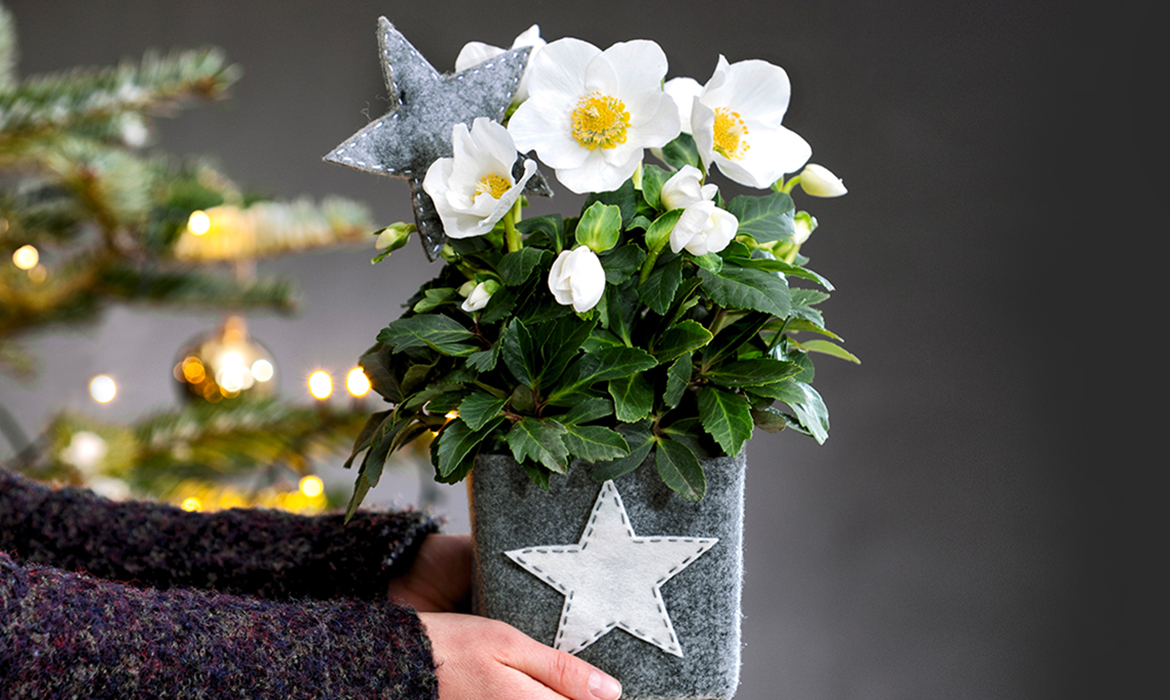 Felt pot with Christmas Roses to give away
