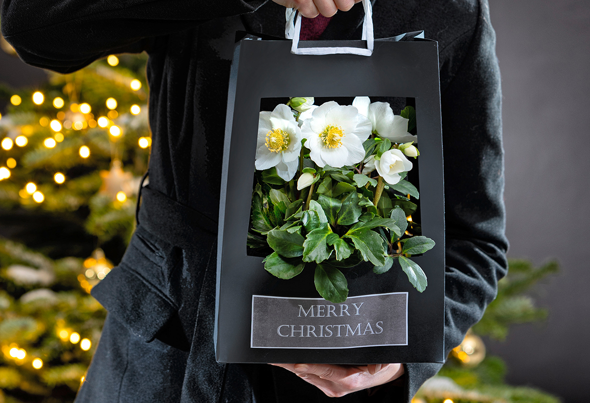 Christmas Rose in the gift bag