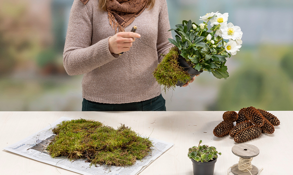 Wrap the Christmas Rose in the pot with moss.