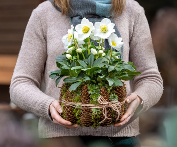 Christmas Rose in a cone pot with moss and houseleek rosettes.