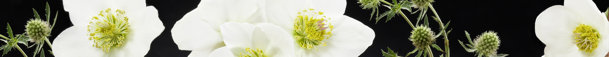 Helleborus Gold Collection®