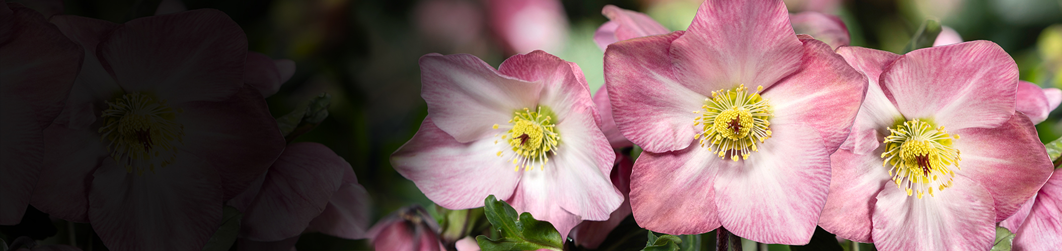 Winter Ballet: Colourful Christmas Roses