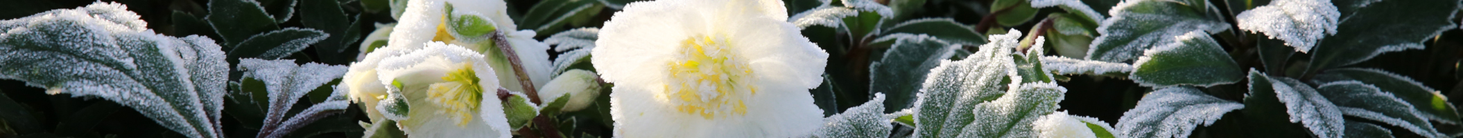 Lieder und Gedichte über Christrosen