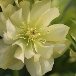 Lenten Rose